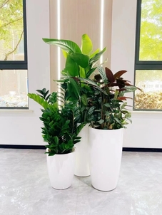 价格实惠的宁波江北盆景租赁，速来！